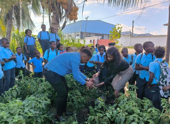 CEDECA Promove Educação Ambiental e Plantio de Árvores na Escola Primária Completa Milha 3